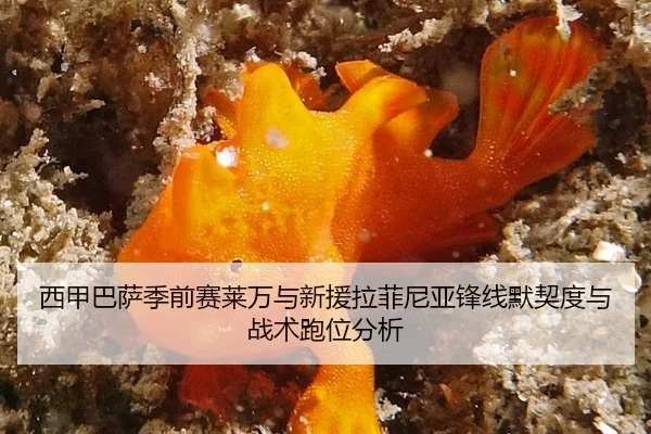xi-jia-ba-sa-ji-qian-sai-lai-wan-yu-xin-yuan-la-fei-ni-ya-feng-xian-mo-qi-du-yu-zhan-shu-pao-wei-fen-xi-2-772.jpg